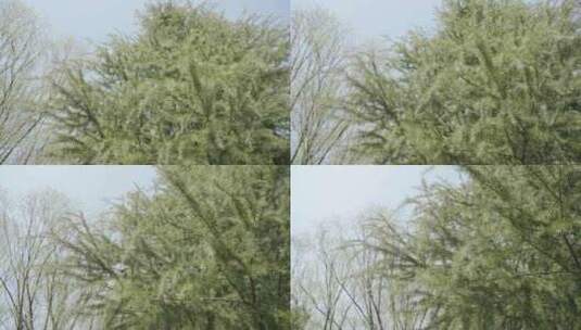 松树自然森林树木环境空镜运镜特写高清在线视频素材下载