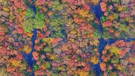 南京紫金山秋天五彩斑斓公路高清在线视频素材下载