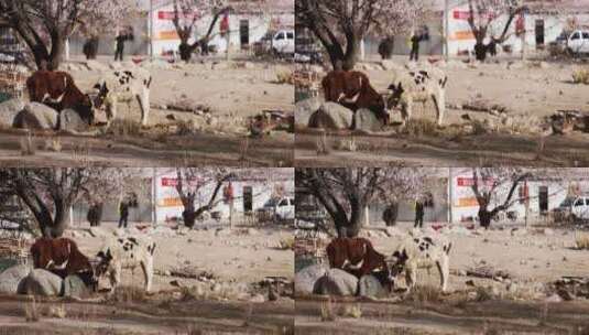 清晨农场里杏花树下的牛惬意舒适高清在线视频素材下载