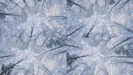 向上俯瞰-冷风中的冰冻树木全景高清在线视频素材下载