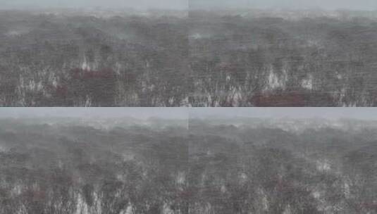 森林大雪·7高清在线视频素材下载
