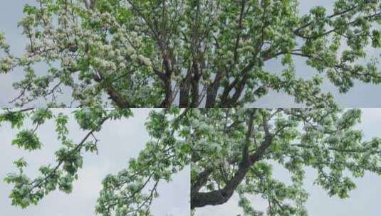 花树春天的花梨树开花高清在线视频素材下载