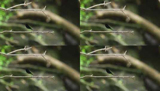 停在树枝上的小蜻蜓，简约构图高清在线视频素材下载