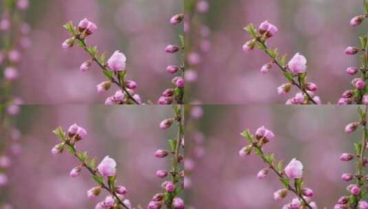 春花烂漫春天的樱花高清在线视频素材下载