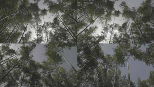 一片竹林（4K LOG模式）高清在线视频素材下载