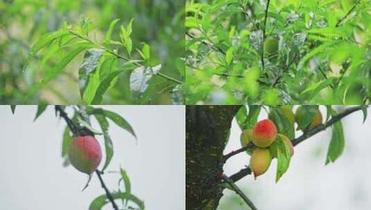 实拍雨季桃子成熟高清在线视频素材下载
