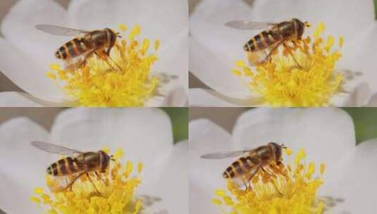气蝇花蝇或Syrphid蝇昆虫科食蚜蝇科高清在线视频素材下载