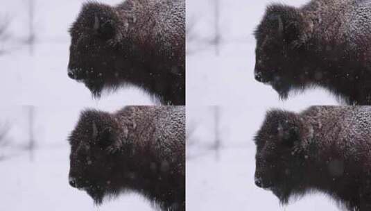 寒冷暴风雪slomo中的野牛特写高清在线视频素材下载