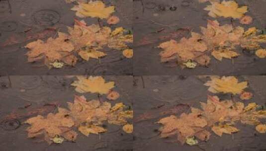 雨滴落在满是树叶的水坑里高清在线视频素材下载