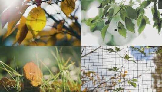 4K-超清秋天树叶落叶小景合集高清在线视频素材下载