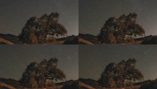 夜晚加州的橡树高清在线视频素材下载