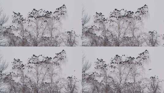冬天树枝上的一群乌鸦高清在线视频素材下载