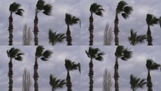 被风吹动的棕榈树高清在线视频素材下载