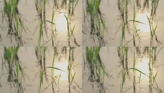 水稻秧苗高清在线视频素材下载