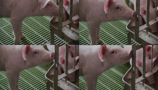 养猪场里的猪群高清在线视频素材下载