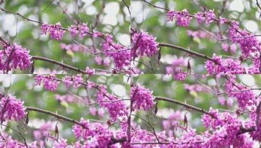 春天郴州南岭植物园紫薇花4高清在线视频素材下载