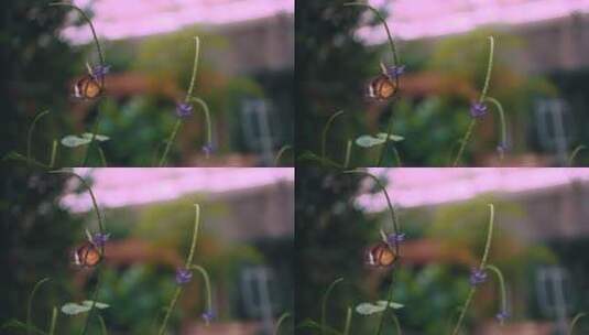 蝴蝶在植物上飞舞高清在线视频素材下载