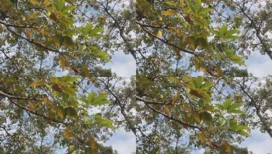 秋季枯黄的树高清在线视频素材下载