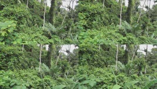 哥斯达黎加雨林美景高清在线视频素材下载