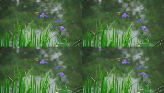 花菖蒲植物界高清在线视频素材下载