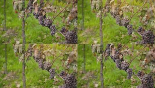 葡萄园的葡萄高清在线视频素材下载
