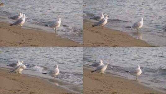 海滩上的海鸥高清在线视频素材下载