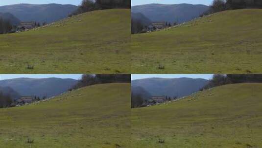 绿色田野里的绵羊在吃草高清在线视频素材下载