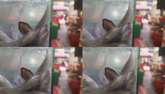 储存鳗鱼的水箱高清在线视频素材下载