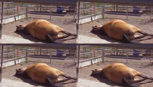 躺在牧场畜栏里的马高清在线视频素材下载