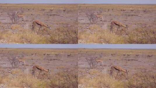 羚羊在大草原上吃草高清在线视频素材下载