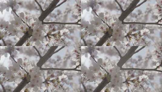 春天在风中摇曳的樱花高清在线视频素材下载