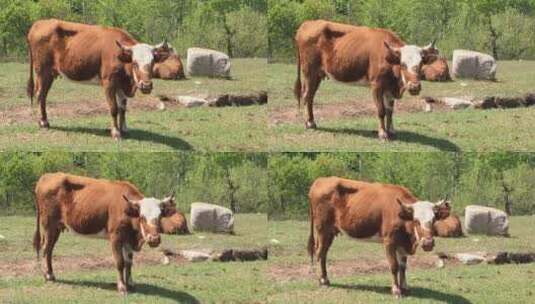 野外的牛高清在线视频素材下载