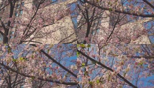 春天蓝天下的樱花绽放高清在线视频素材下载
