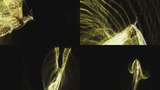 粒子凤凰视频素材高清在线视频素材下载