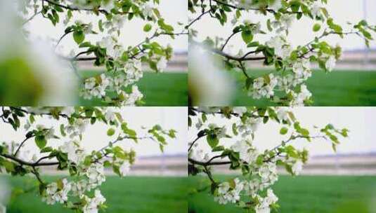 白色梨花盛开高清在线视频素材下载