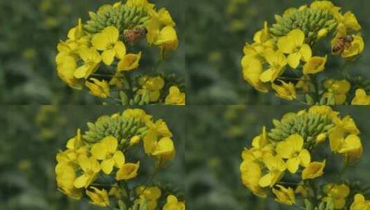 春天的油菜花盛开高清在线视频素材下载