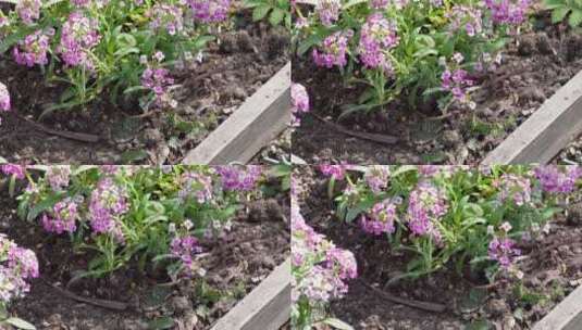路边的紫色藕荷色野花高清在线视频素材下载