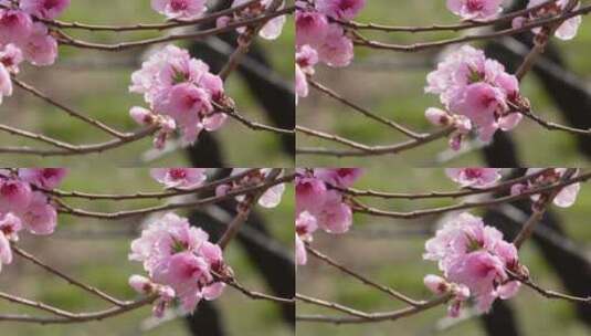 人面桃花鲜花粉嫩鲜花花朵高清在线视频素材下载