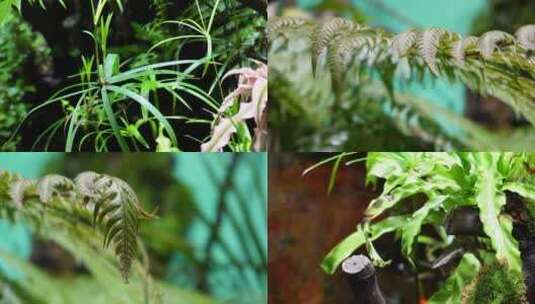 【镜头合集】蕨类植物叶子热带雨林生物高清在线视频素材下载