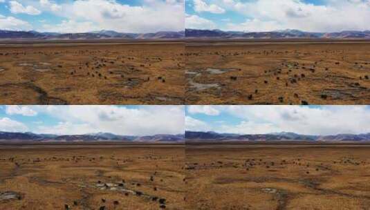 西藏牦牛群航拍高清在线视频素材下载