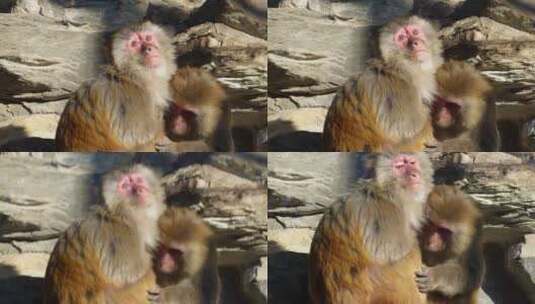 猴山猴子抱在一起取暖抓虱子高清在线视频素材下载