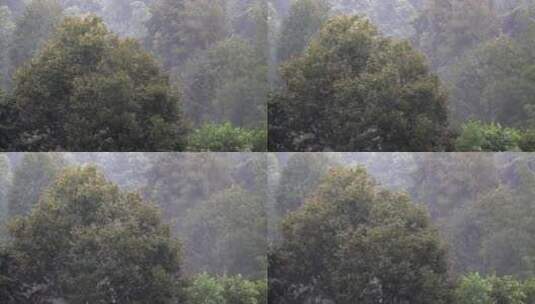 林木中的大雨高清在线视频素材下载
