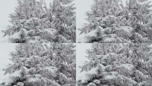 白雪覆盖的树枝被风吹动高清在线视频素材下载