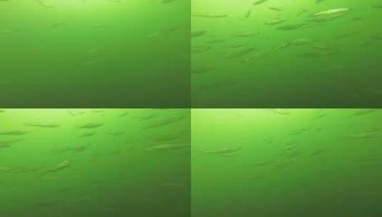 水下白条鱼成群高清在线视频素材下载