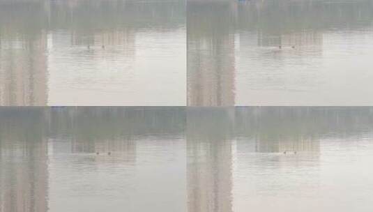 水面上的野鸭高清在线视频素材下载