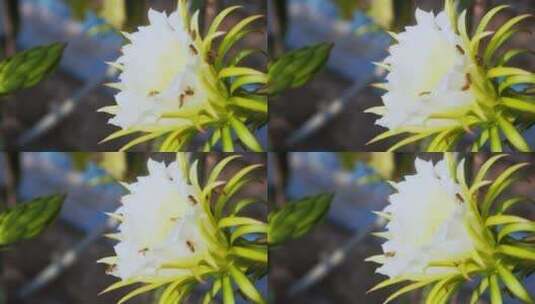 蜜蜂在白色火龙果花采蜜高清在线视频素材下载