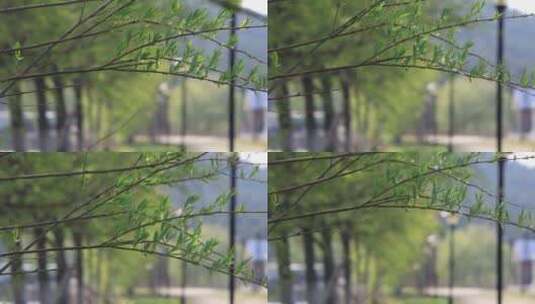 春天湖畔风中的绿柳条高清在线视频素材下载
