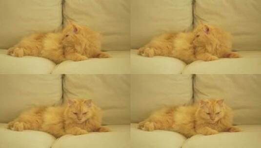 橘猫在休息高清在线视频素材下载