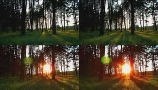 阳光穿透黑暗的森林高清在线视频素材下载