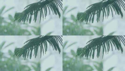 夏天暴雨，松树枝上滴落雨滴唯美视频素材高清在线视频素材下载
